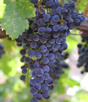 grapes